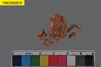 藏品(互敬蟹屬)的圖片